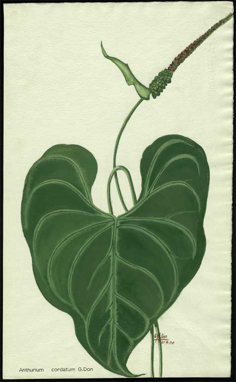 Anthurium cordatum G. Don 