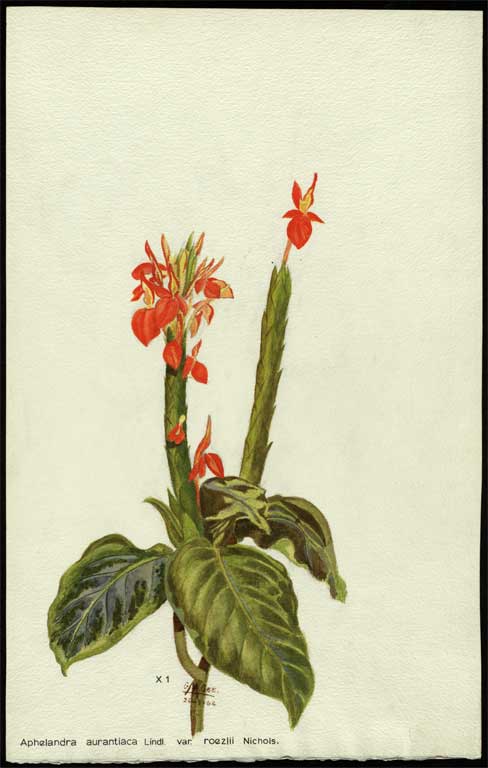 Aphelandra aurantiaca Lindl. var. roezlii Nichols. 