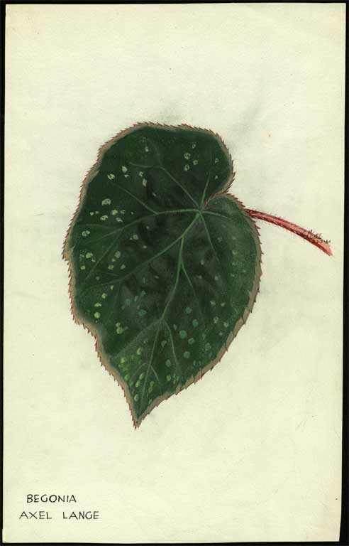 Begonia 'Axel Lange' 