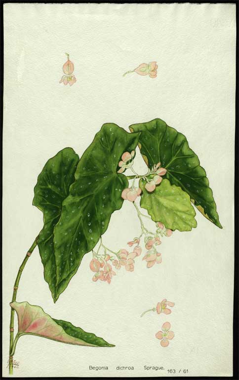 Begonia dichroa Sprague 