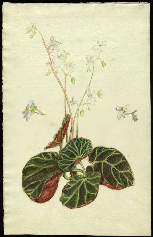 [Begonia olsoniae] 