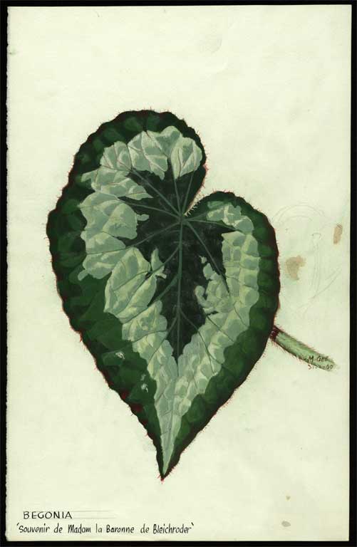 Begonia 'Souvenir de Madam la Baronne de Bleichroder' 