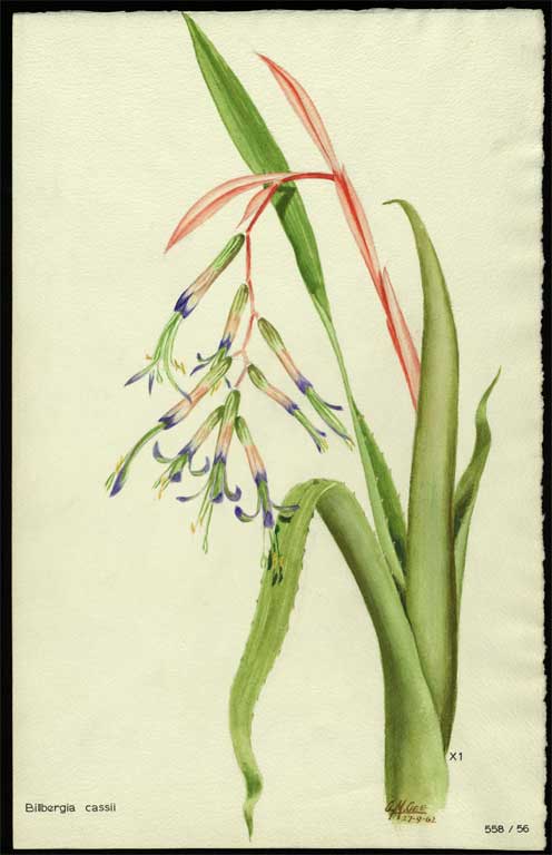 Billbergia cassii 