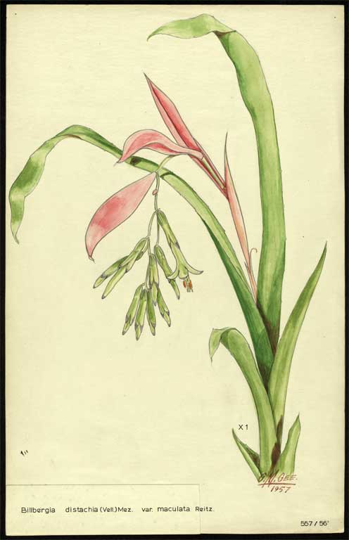 Billbergia distachia (Vell.) Mez var. maculata Reitz 