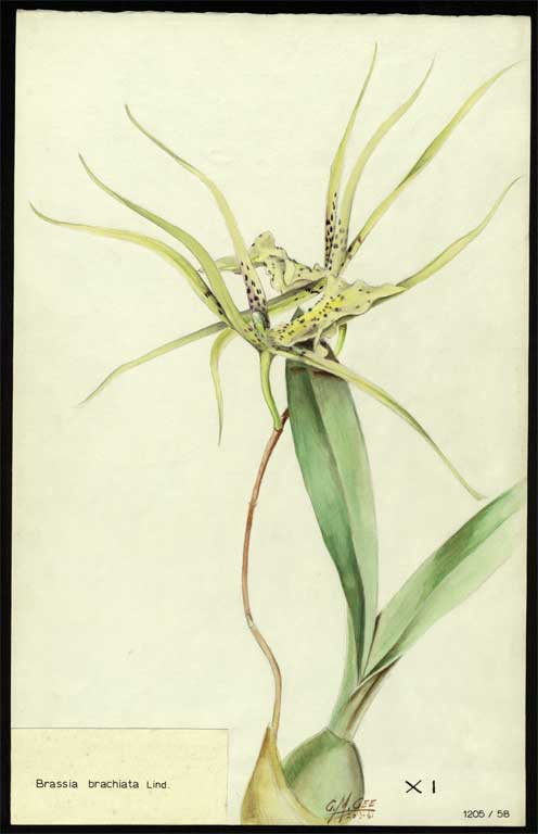 Brassia brachiata Lind. 