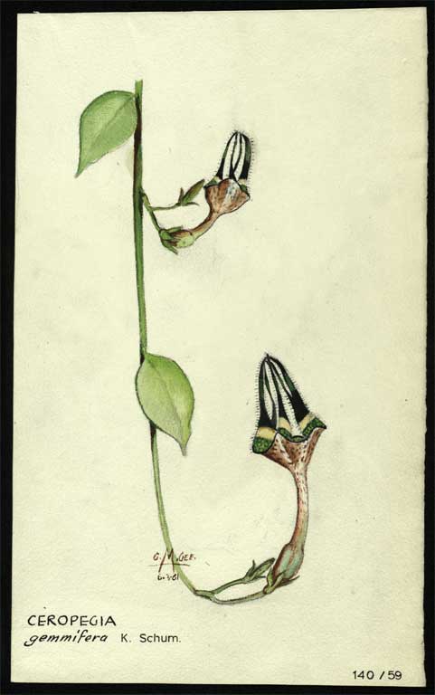 Ceropegia gemmifera 