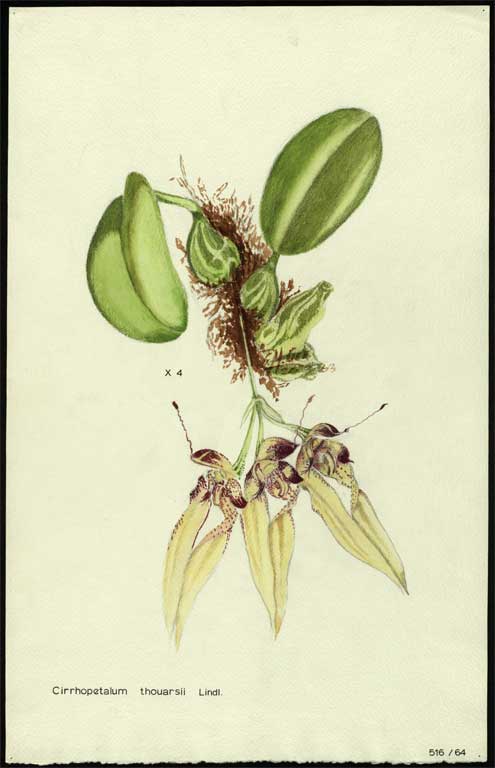 Cirrhopetalum thouarsii Lindl. 