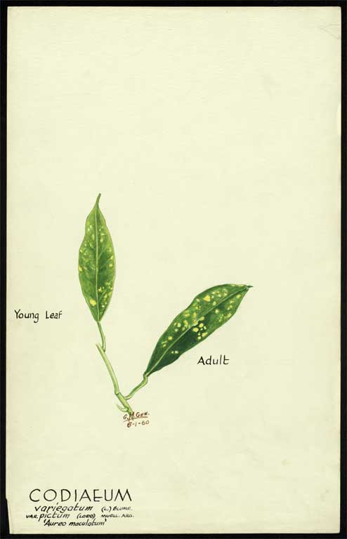 Codiaeum Variegatum (L.) Blume var. pictum (Lodd) muell. Arg.  'Aureo - maculatum' 
