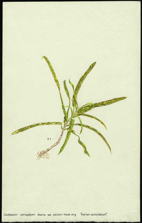 Codiaeum Blume var. pictum Muell. Arg.  'Aureo - punctatum' 