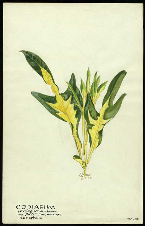 Codaeum variegatum (L) Blume var. pictum (Lodd) muell.arg  'conspicua' 
