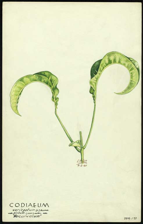 Codiaeum variegatum (L) Blume var. pictum (Lodd)  Muell. Arg. 'Recurvatum' 