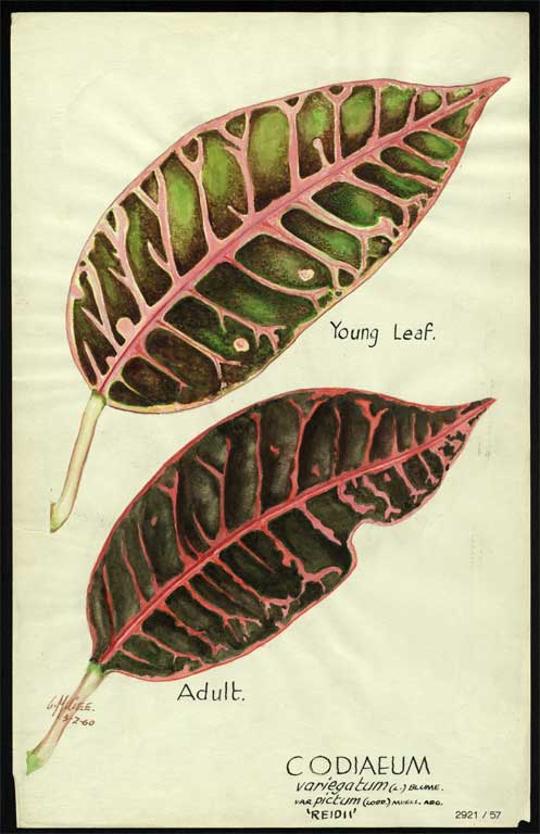 Codiaeum variegatum (L) Blume var. pictum (Lodd)  Muell. Arg. 'Reidii' 