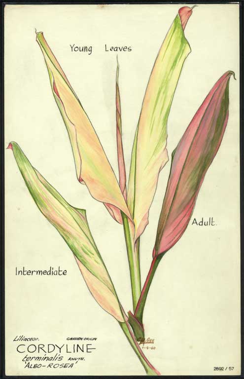 Liliaceae. Garden origin Cordyline terminalis Knuth. 'Albo-Rosea' 