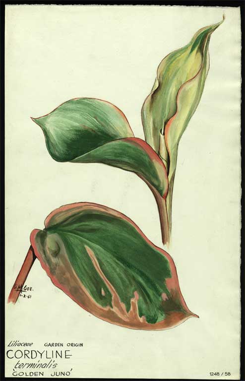 Liliaceae. Garden origin Cordyline terminalis  'Golden Juno' 