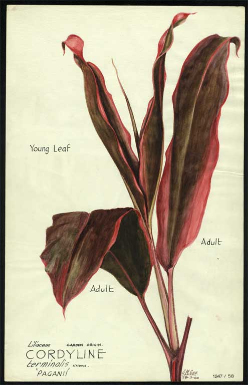 Liliaceae. Garden origin Cordyline terminalis Knuth. 'Paganii' 
