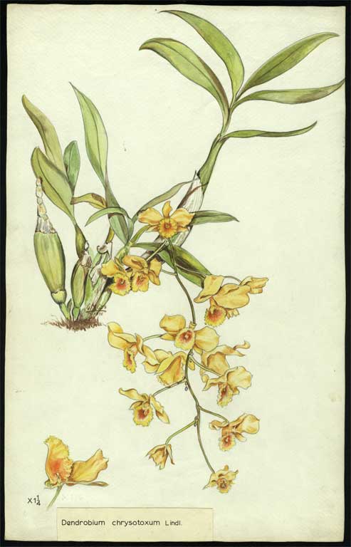 Dendrobium chrysotoxum Lindl. 