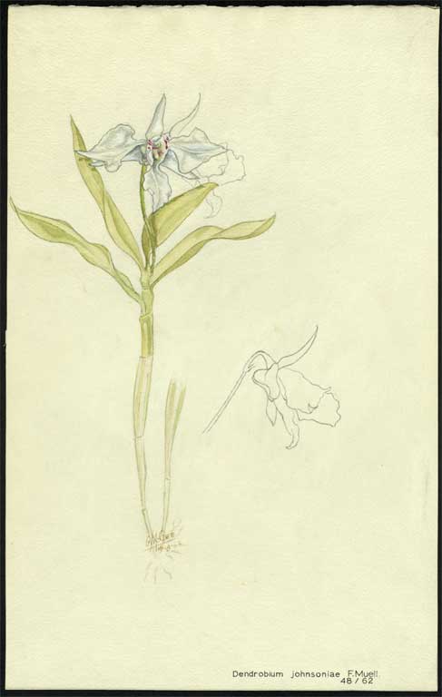 Dendrobium johnsoniae F.Muell. 