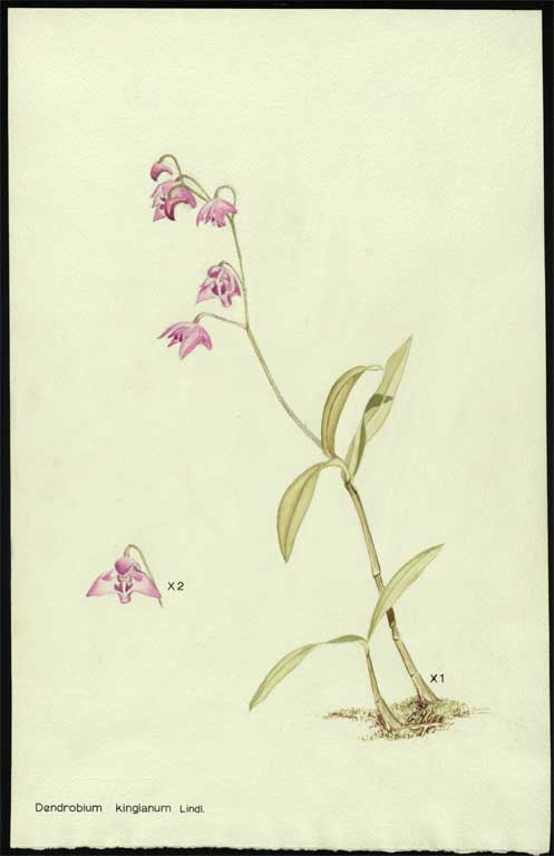Dendrobium kingianum Lindl. 