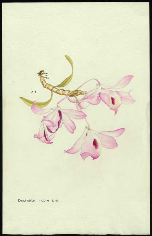 Dendrobium nobile Lindl. 