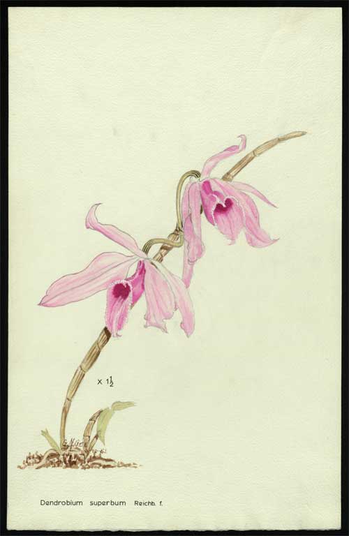 Dendrobium superbum Reichb. F. 
