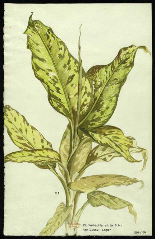 Dieffenbachia picta Schott. var. bausei Engler 