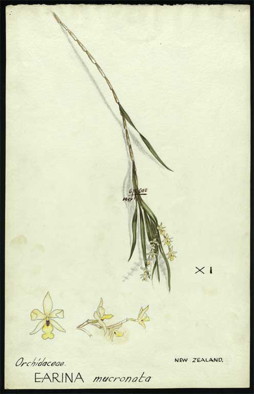 Orchidaceae Earina mucronata 