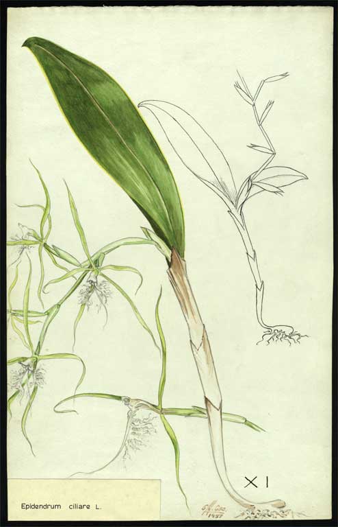 Epidendrum ciliare L. 