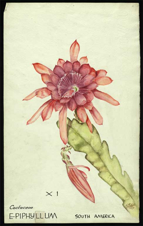 Cactaceae Epiphyllum 