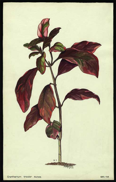 Eranthemum tricolour Nichols 