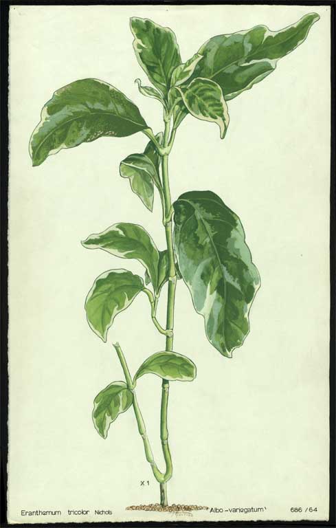 Eranthemum tricolour Nichols 'Albo-variegatum' 