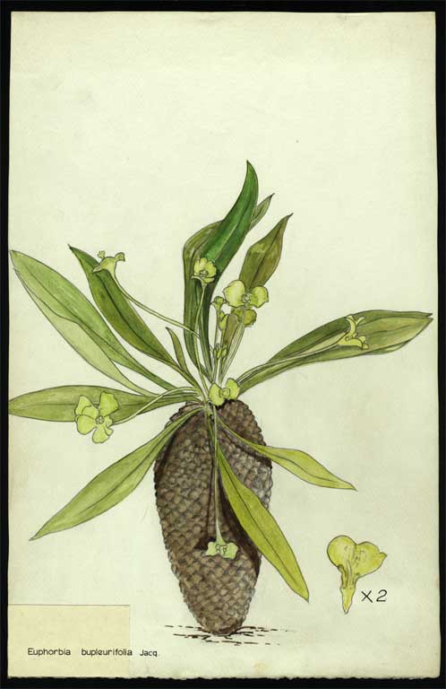 Euphorbia bupleurifolia Jacq 