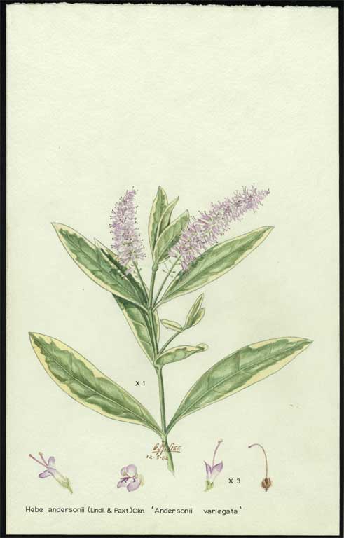 Hebe x andersonii (Lindl. & Paxt.) Ckn. 'Andersonii variegata' 