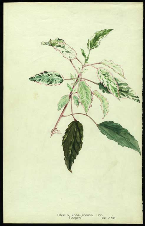 Hibiscus rosa - sinensis Linn. 'Cooperi' 