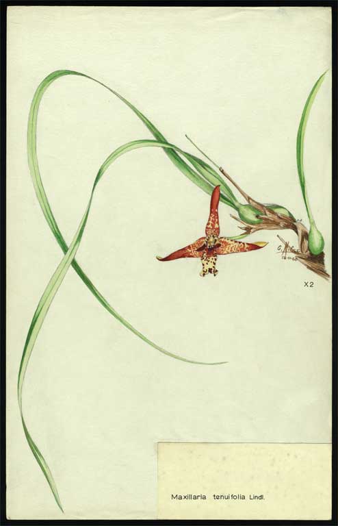 Maxillaria tenui folia Lind 