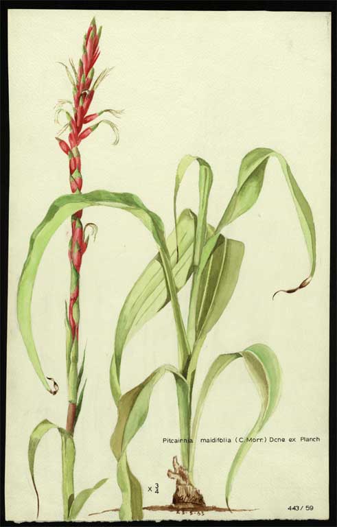 Pitcairnia maidifolia (C. Morr) Dcne ex Planch 