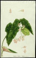 Image of Begonia dichroa