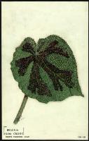 Image of Begonia masoniana (b. Iron Cross)