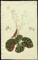 Image of Begonia olsoniae