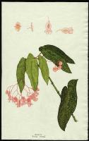 Image of Begonia picta - rosea