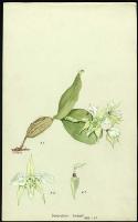 Image of Dendrobium forbesii