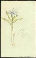 Image of Dendrobium johnsoniae