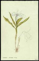 Image of Dendrobium johnsoniae
