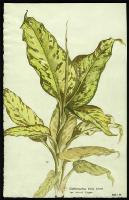 Image of Dieffenbachia picta var. bausei