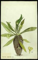 Image of Euphorbia bupleurifolia