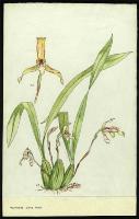 Image of Maxillaria picta