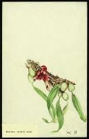 Image of Maxillaria variabilis