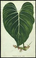 Image of Philodendron gloriosum
