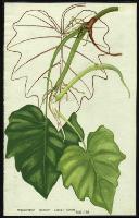 Image of Philodendron lacerum