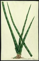 Image of Sanseviera cylindrica