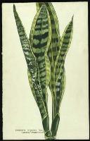 Image of Sanseviera trifasciata 'Laurentii'